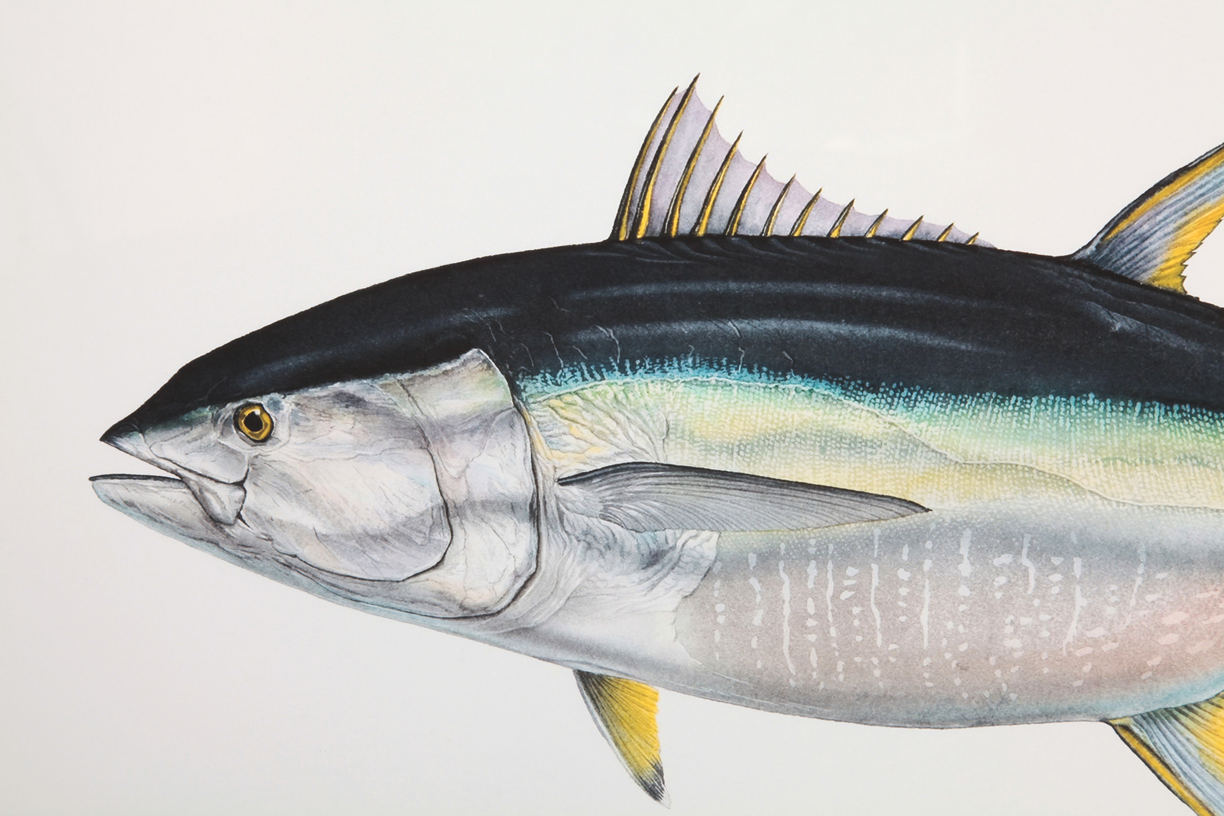 2000983160706 Постер Yellowfin Tuna LINIE DESIGN  - Вид №1