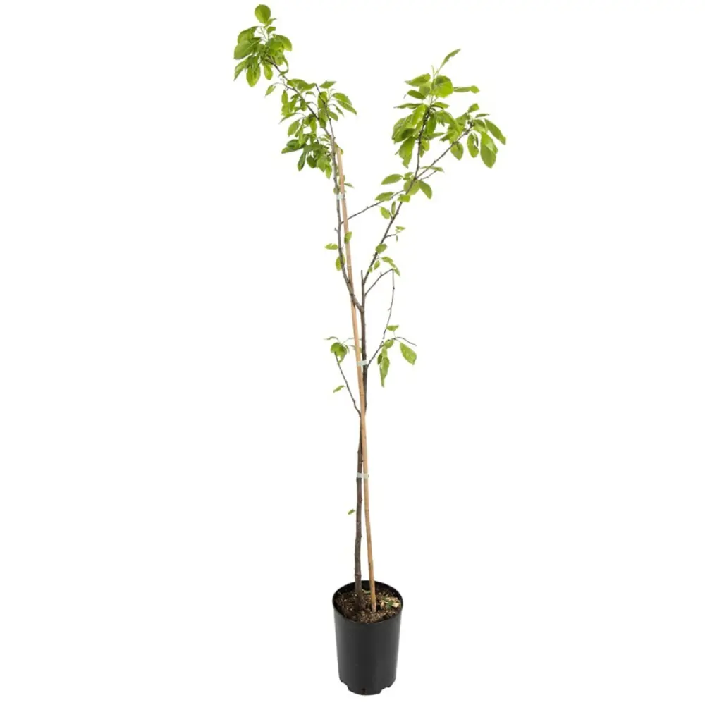 Слива Венгерка Новая пакет PLANTMARKET STLM-2142078 - Вид №1