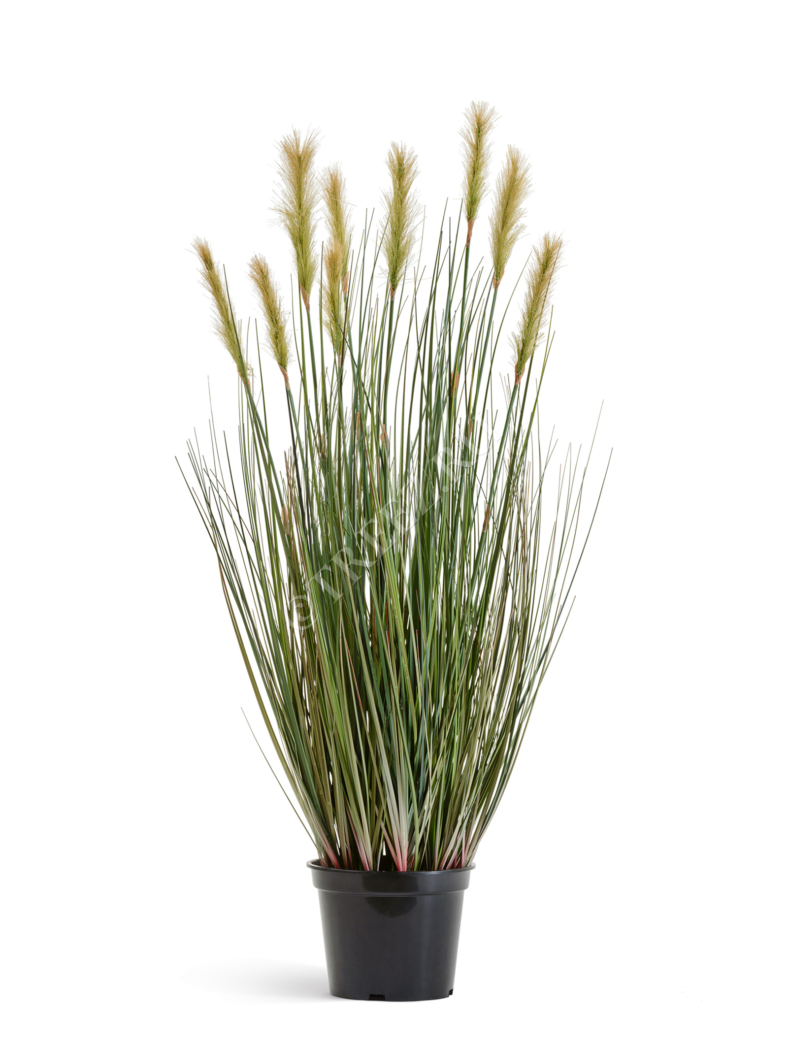 20.1040L-120 Трава Осока Элеганс куст с зелёными султанами Цветочная коллекция  - Вид №1