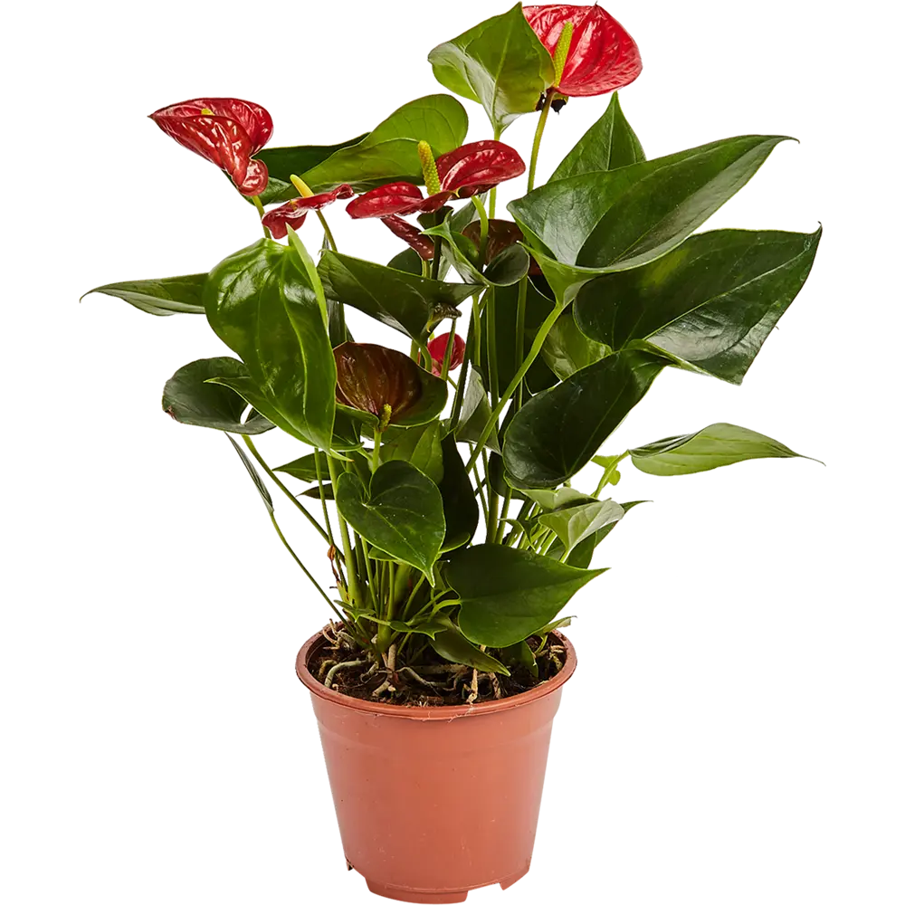 Антуриум андреанум микс Santreyd - цветущее совершенство в вашем интерьере 82579977 STLM-0030547