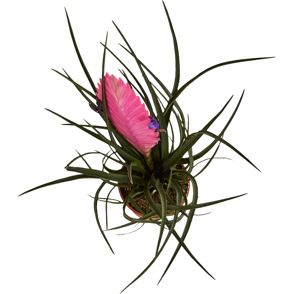 Тилландсия Анита Santreyd - изящное комнатное растение с сиреневыми цветами 87959879 STLM-0076390 - Вид №2