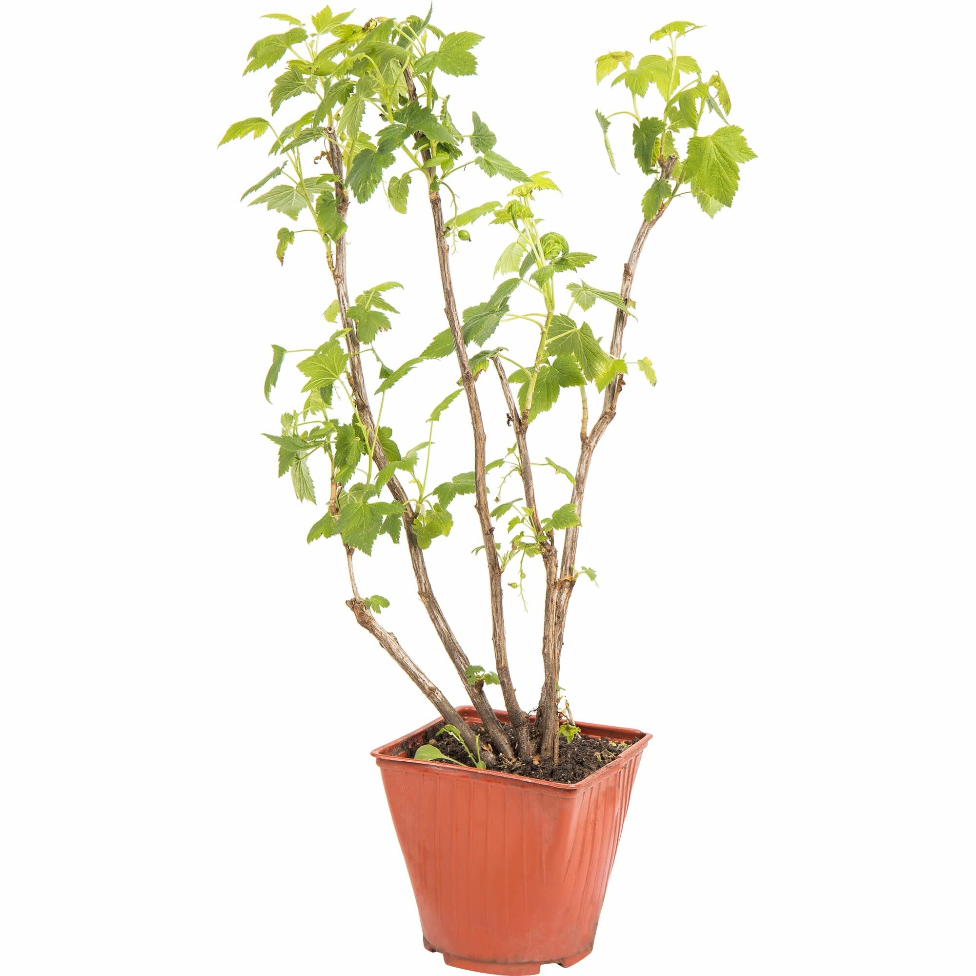 83248560 Смородина чёрная ø17 h80 см Santreyd 