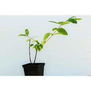 Жимолость «Амфора» 1 год 12.5x30-50 см 82610435 STLM-2178106
