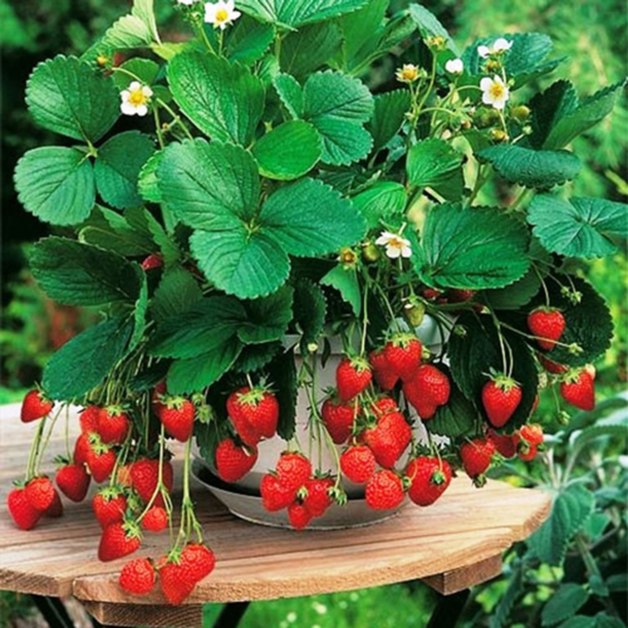 12710130 Рассада «Земляника ампельная», 40x19 см Santreyd  - Вид №2