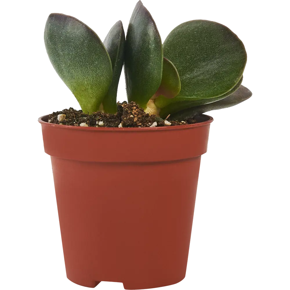 Адромискус Santreyd - суккулент с декоративными листьями 87819704 STLM-0075892