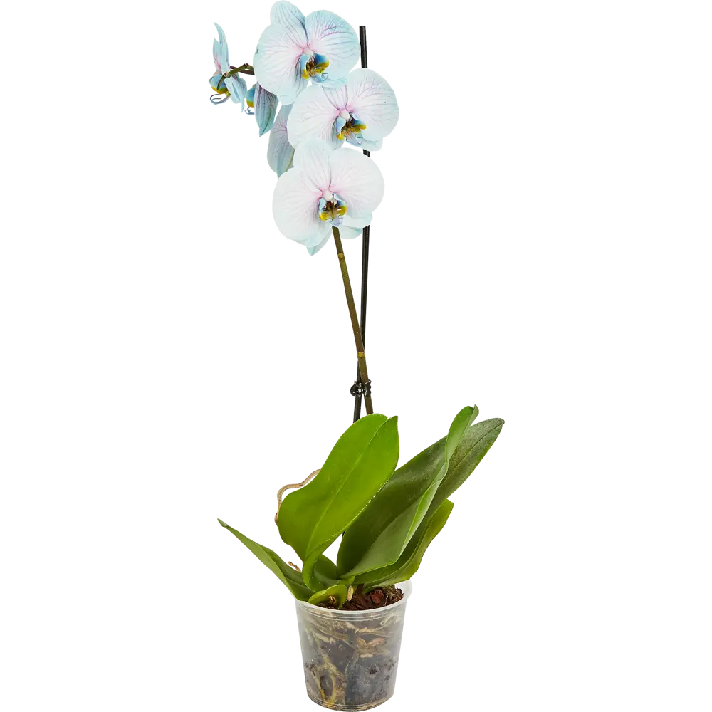Santreyd Орхидея Фаленопсис - изящная бабочка в вашем интерьере 85324975 STLM-0061536 - Вид №1