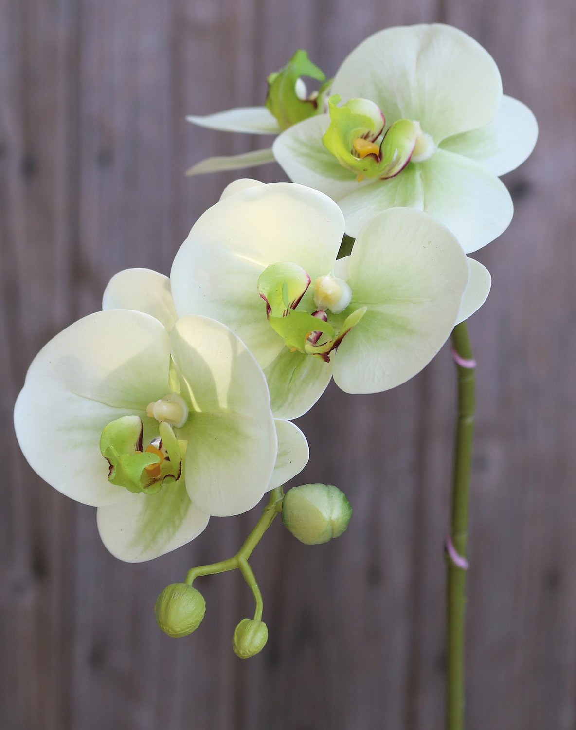 2843 788 a3 Пластиковая орхидея Phalaenopsis, 64 см, real touch soft, бежево-зеленая H-andreas  - Вид №1