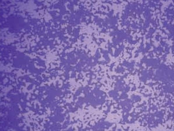 PENNELLI CINGHIALE Губка Decori sun-id-1410672 - Вид №1