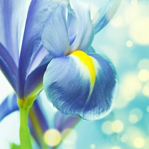 B1-094 Фотообои DIVINO Collection B 2.7х2 м