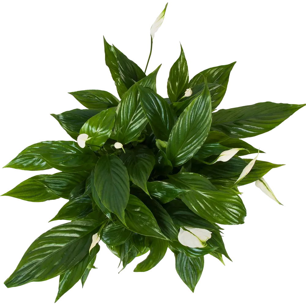 Спатифиллум Беллини от Santreyd — изящное цветущее растение для интерьера 82548590 STLM-0029507 - Вид №1