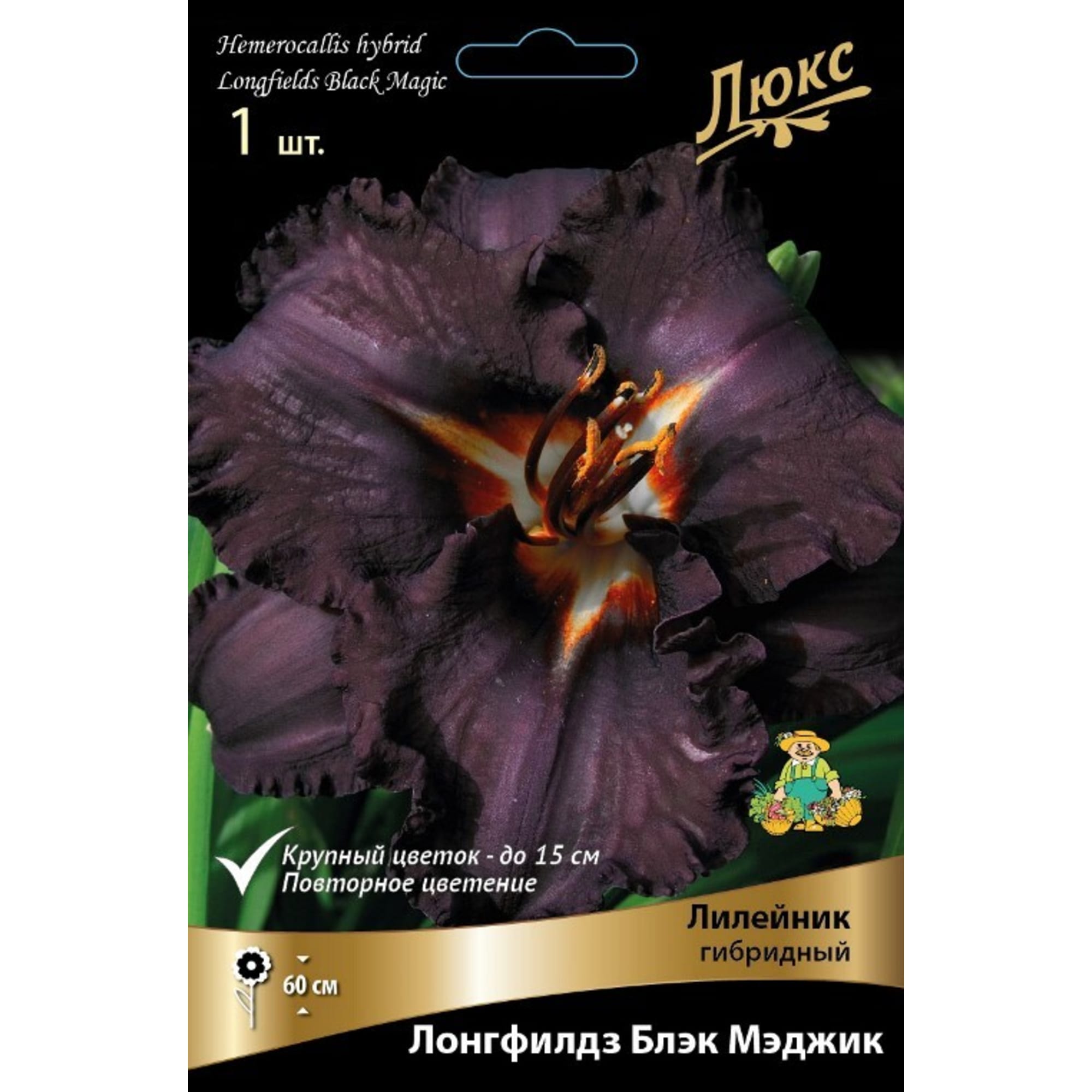 83597605 Лилейник гибридный Лонгфилдз Блэк Мэджик луковица I Santreyd 