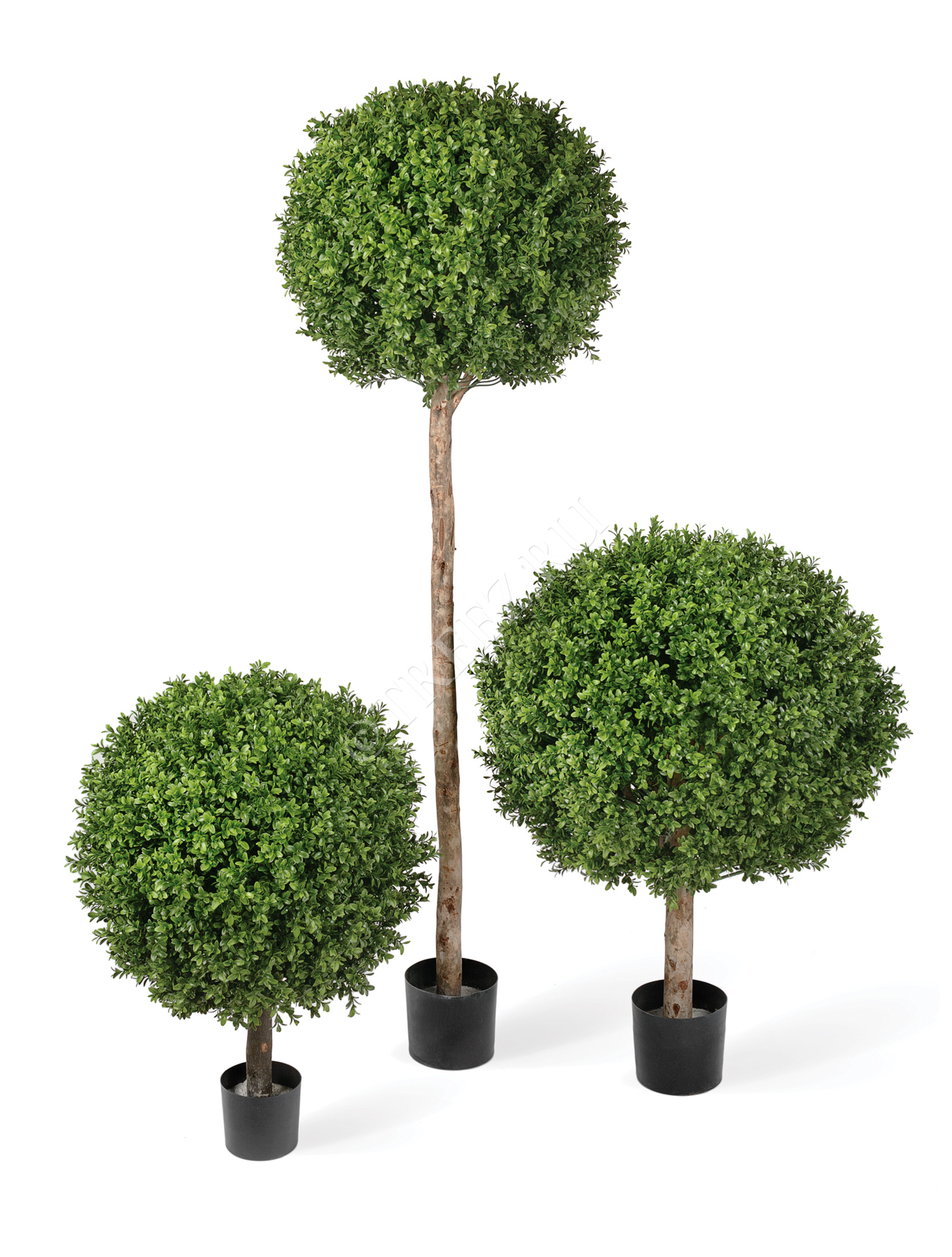 10.44540N Самшиты Шары уличные на коротком стволе Цветочная коллекция  - Вид №1