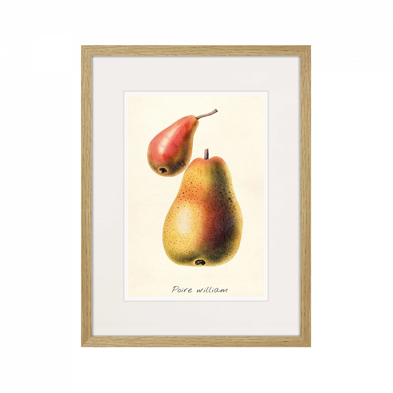 Картина в раме 32х42 см Botany illustration №16, 1836г. КАРТИНЫ В КВАРТИРУ  264502 Желтый;красный;разноцветный  - Вид №1