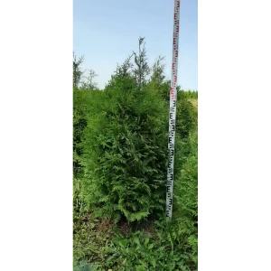 Туя западная Брабант ø44 h100 - 120 см 82779912 STLM-2001711