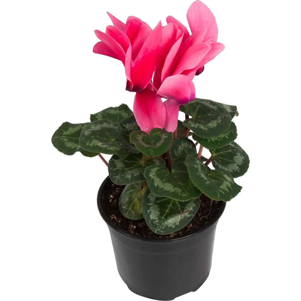 Цикламен Santreyd - цветущее совершенство в горшке ø12 см 83248149 STLM-0039920