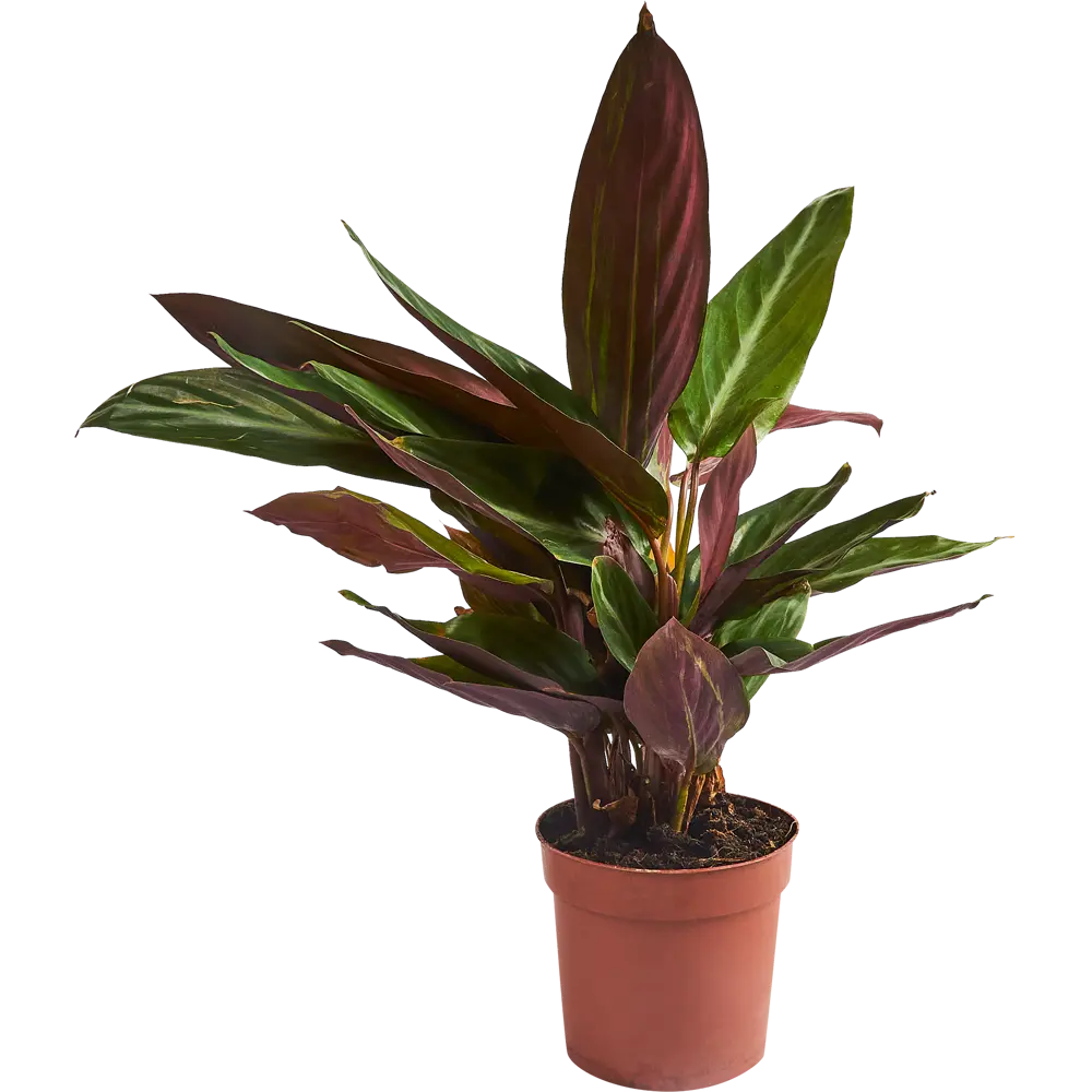 Santreyd Калатея микс — декоративное растение с контрастными листьями 85062752 STLM-0058089