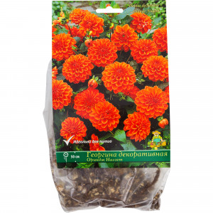 82118675 Георгины декоративные «Ориндж Наггет», 1 шт.