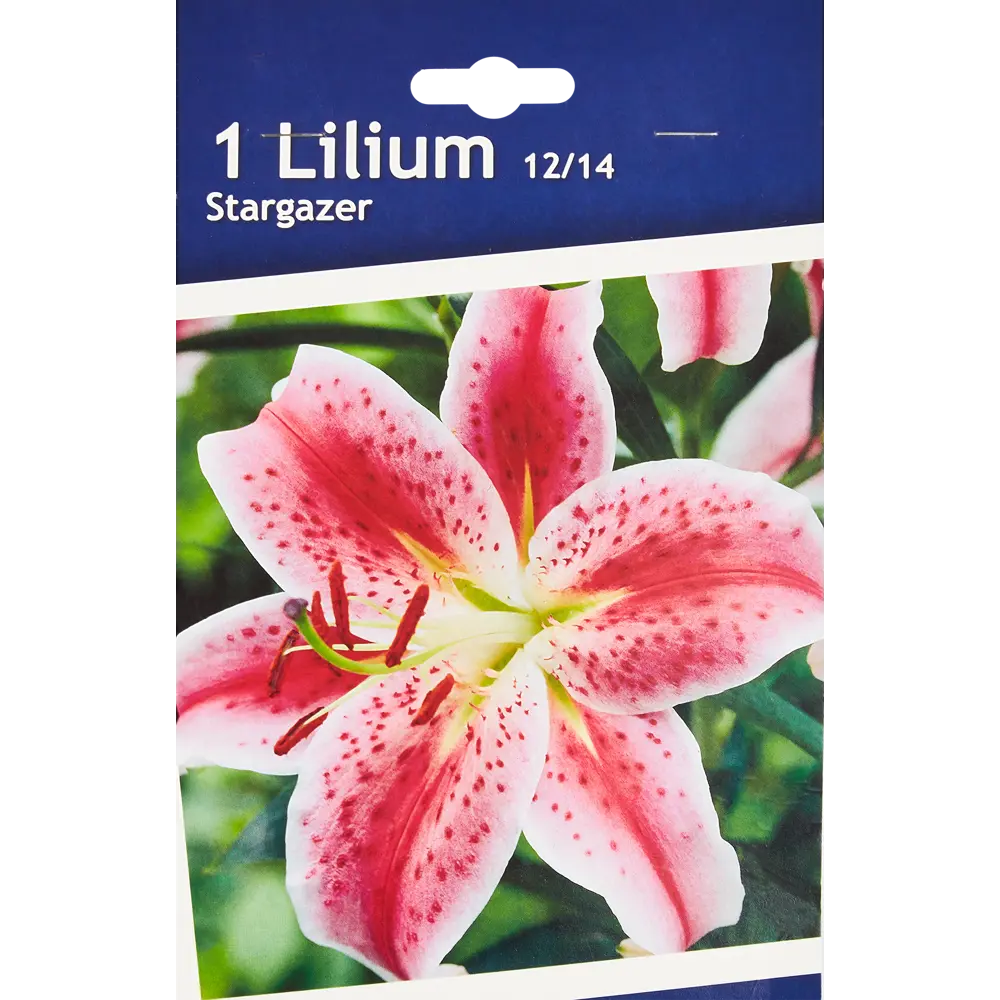 Лилия восточная Старгейзер h30 см 86735715 STLM-2109556 Santreyd 