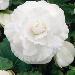 Бегония «double White», 4х5 см
