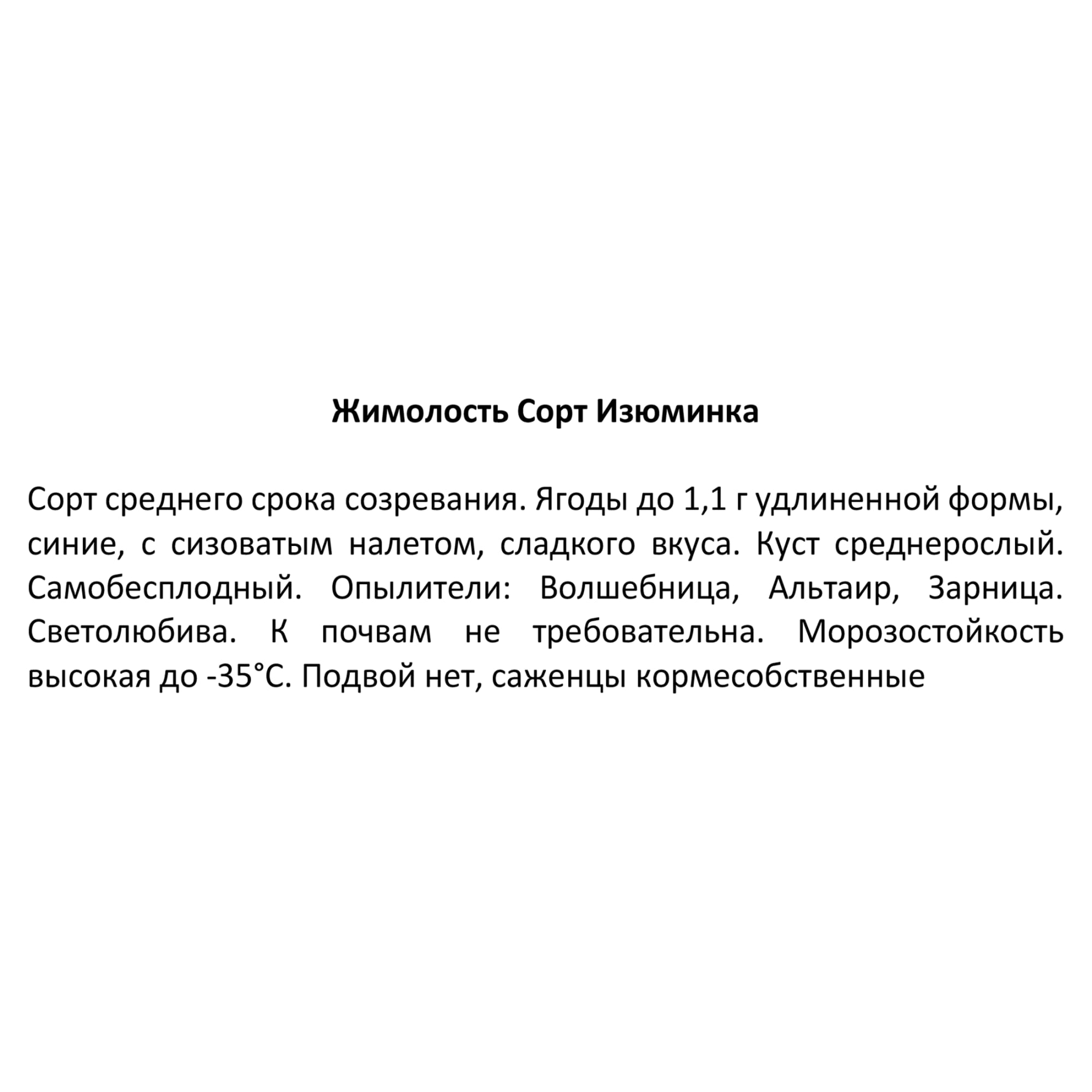82597078 Жимолость плодовая «Изюминка» C3 высота 50 см Santreyd  - Вид №2