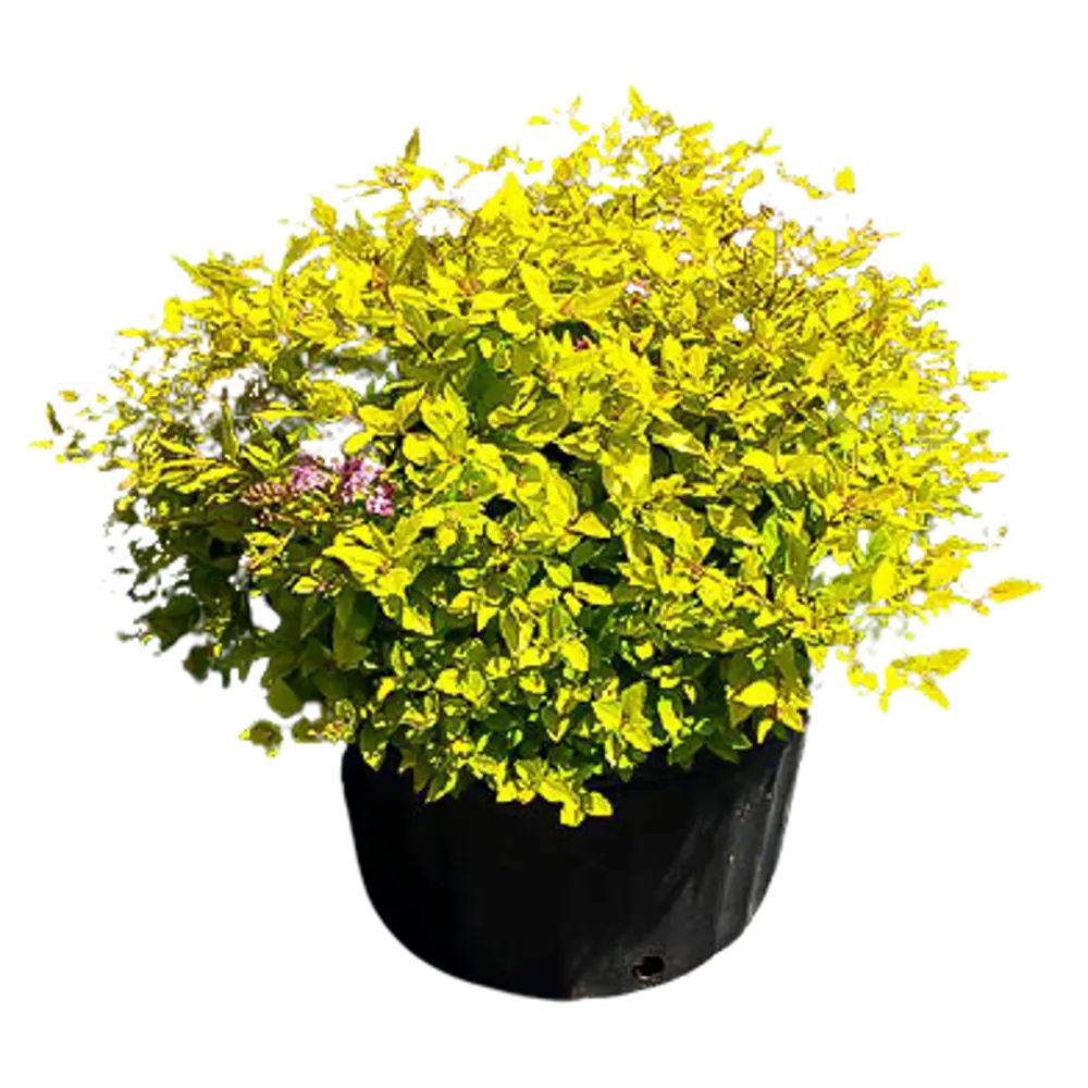 Спирея японская Голдмоунд ø15 h35 см 84828943 STLM-2121590 PLANTMARKET 