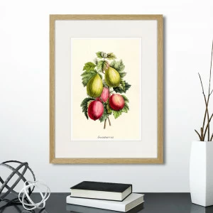 Картина в раме 32х42 см Botany illustration №20, 1836г. КАРТИНЫ В КВАРТИРУ  264497 Желтый;зеленый;красный;разноцветный