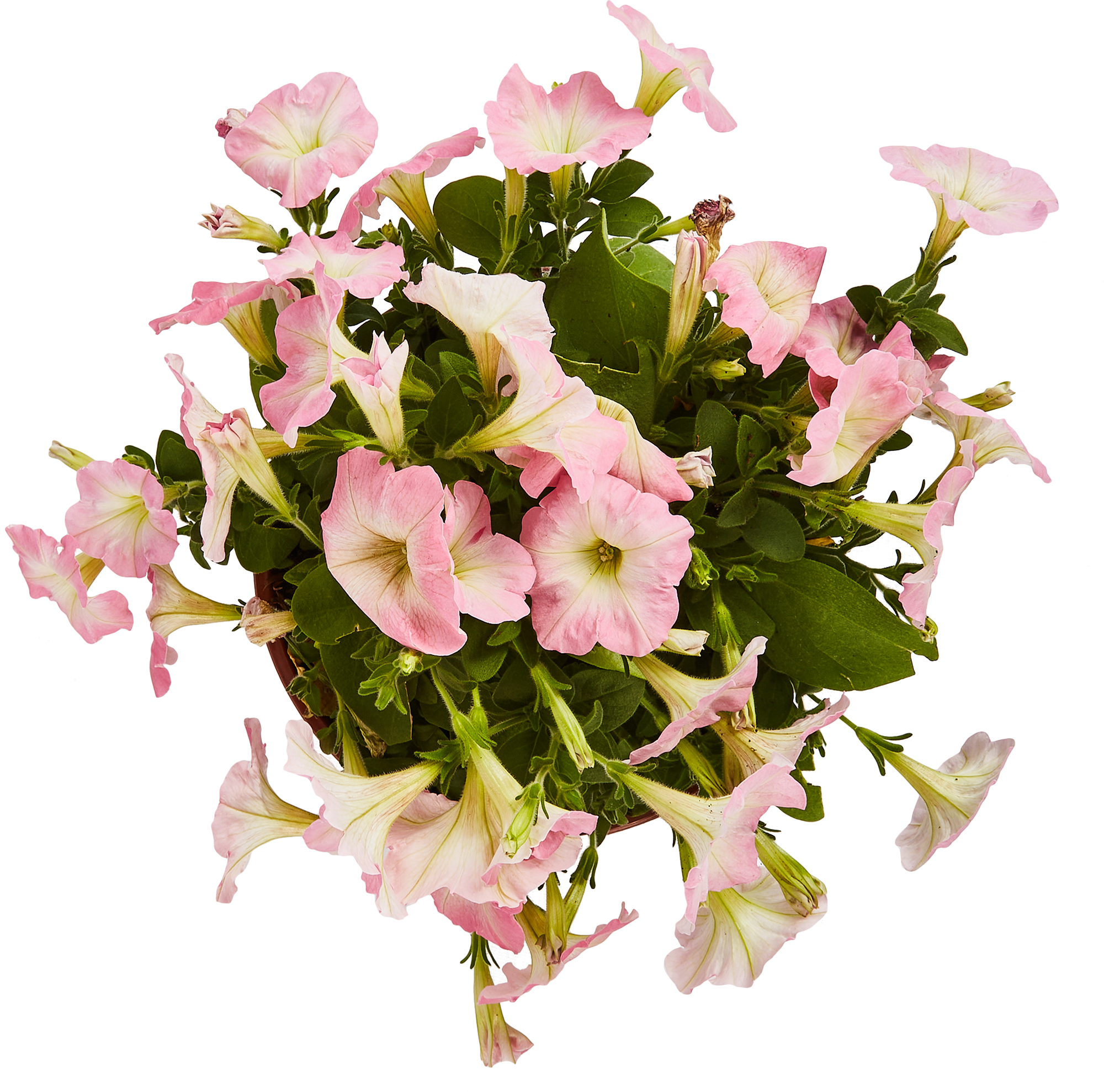 Ампельная петуния Santreyd - разноцветный каскад для кашпо и вазонов 84299080 STLM-0048154 - Вид №2