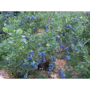 Голубика садовая Дьюк ø15 h30 см 87691179 STLM-2040858
