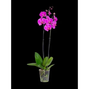 Орхидея Фаленопсис в горшке ø12 см, высота 55 см 89440086