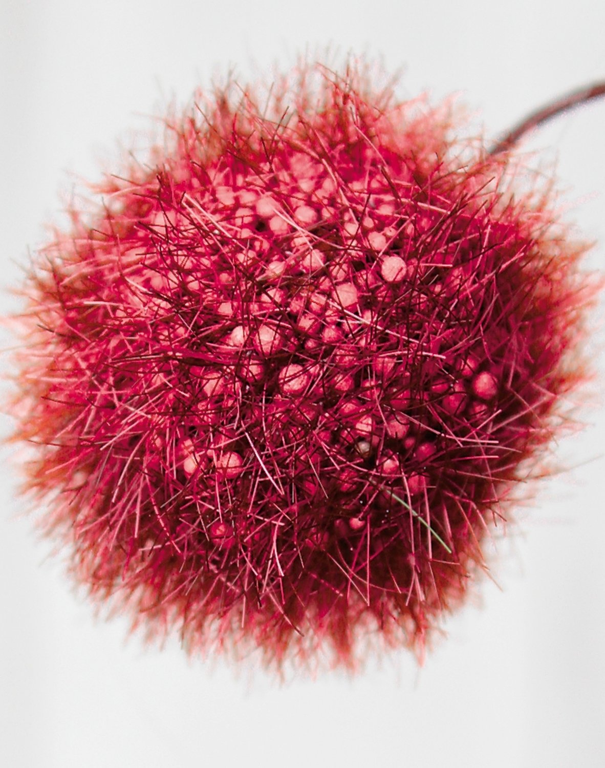 5535 442 a3 Искусственный спрей из фруктов гомфокарпус, 103 см, бордовый H-andreas  - Вид №1