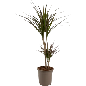 Santreyd Драцена маргината трехствольная с краснокаемыми листьями 82578923