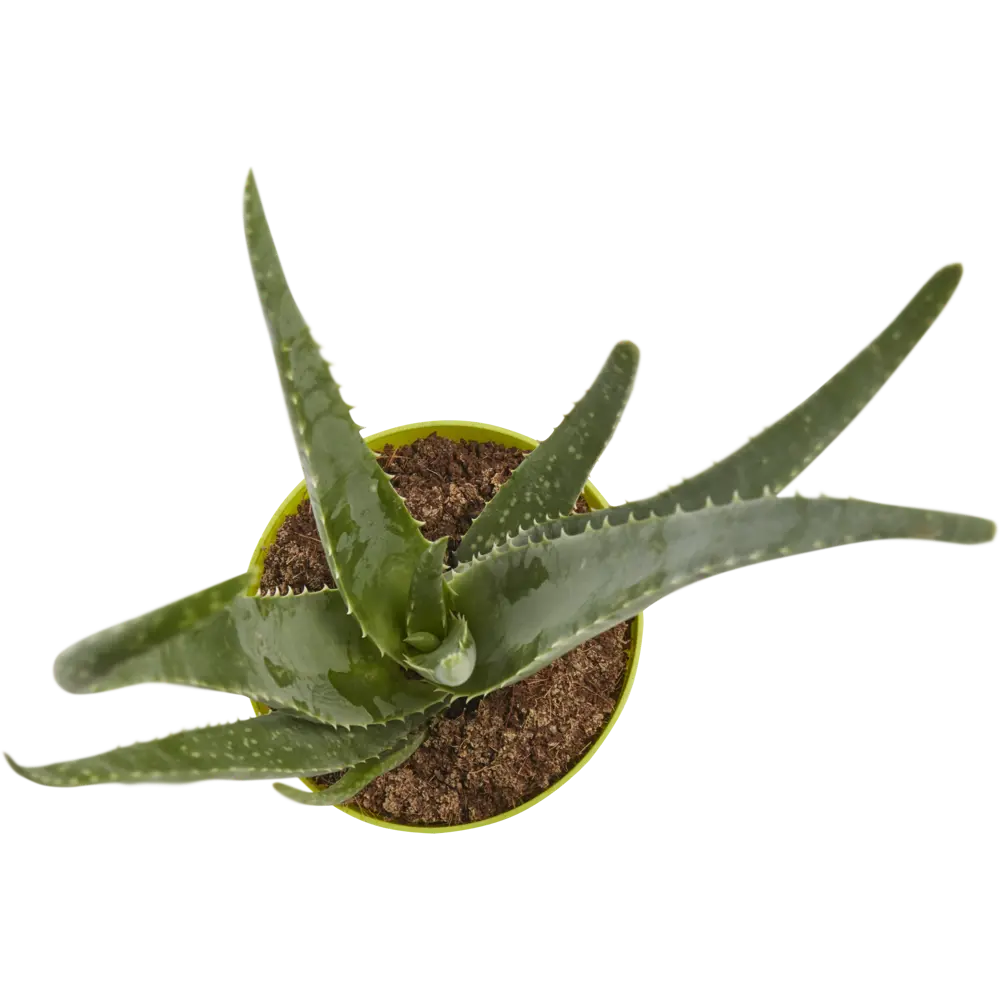 Santreyd Алоэ Микс — суккулент с природной гармонией в горшке ø12 см 82399789 STLM-0026509 - Вид №1