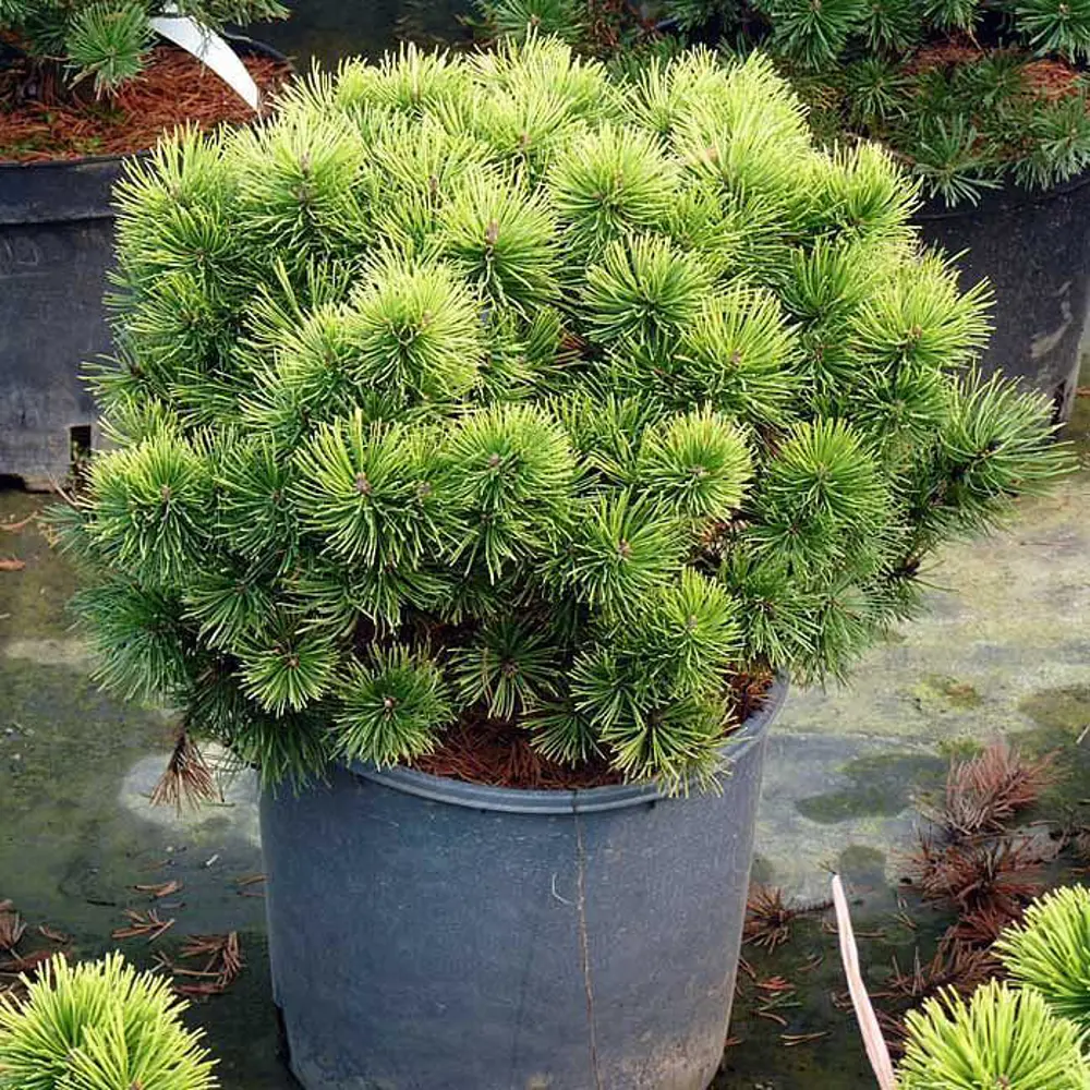 Сосна горная Офир ø15 h30 см PLANTMARKET STLM-2184561
