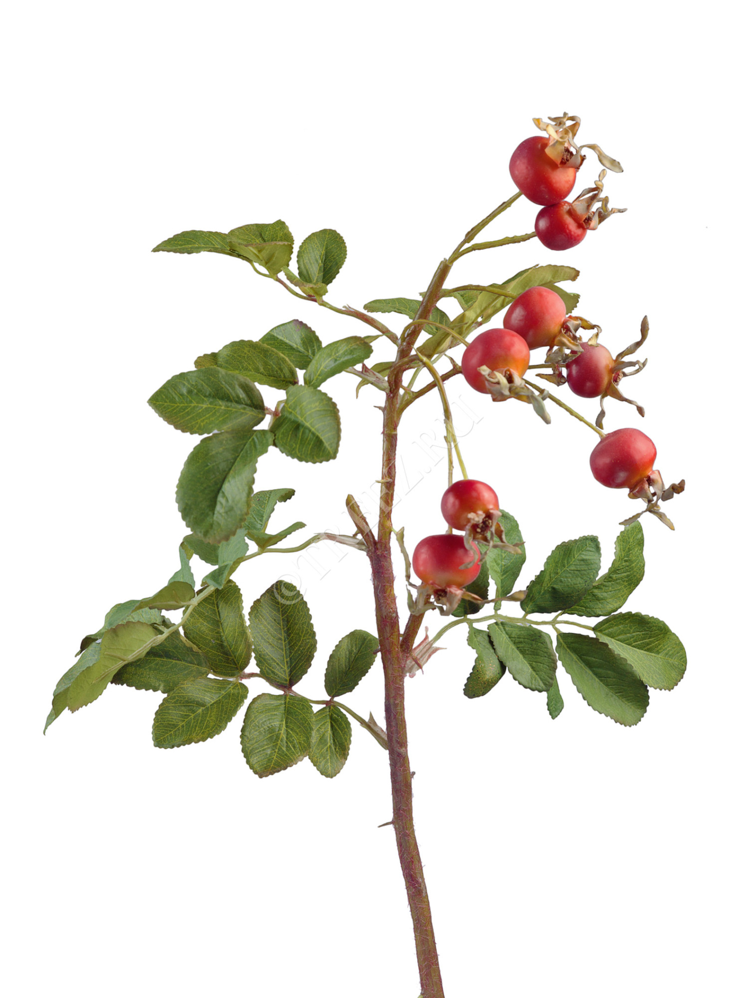 30.03080060R Шиповник с оранжевыми ягодами 53 см Цветочная коллекция 