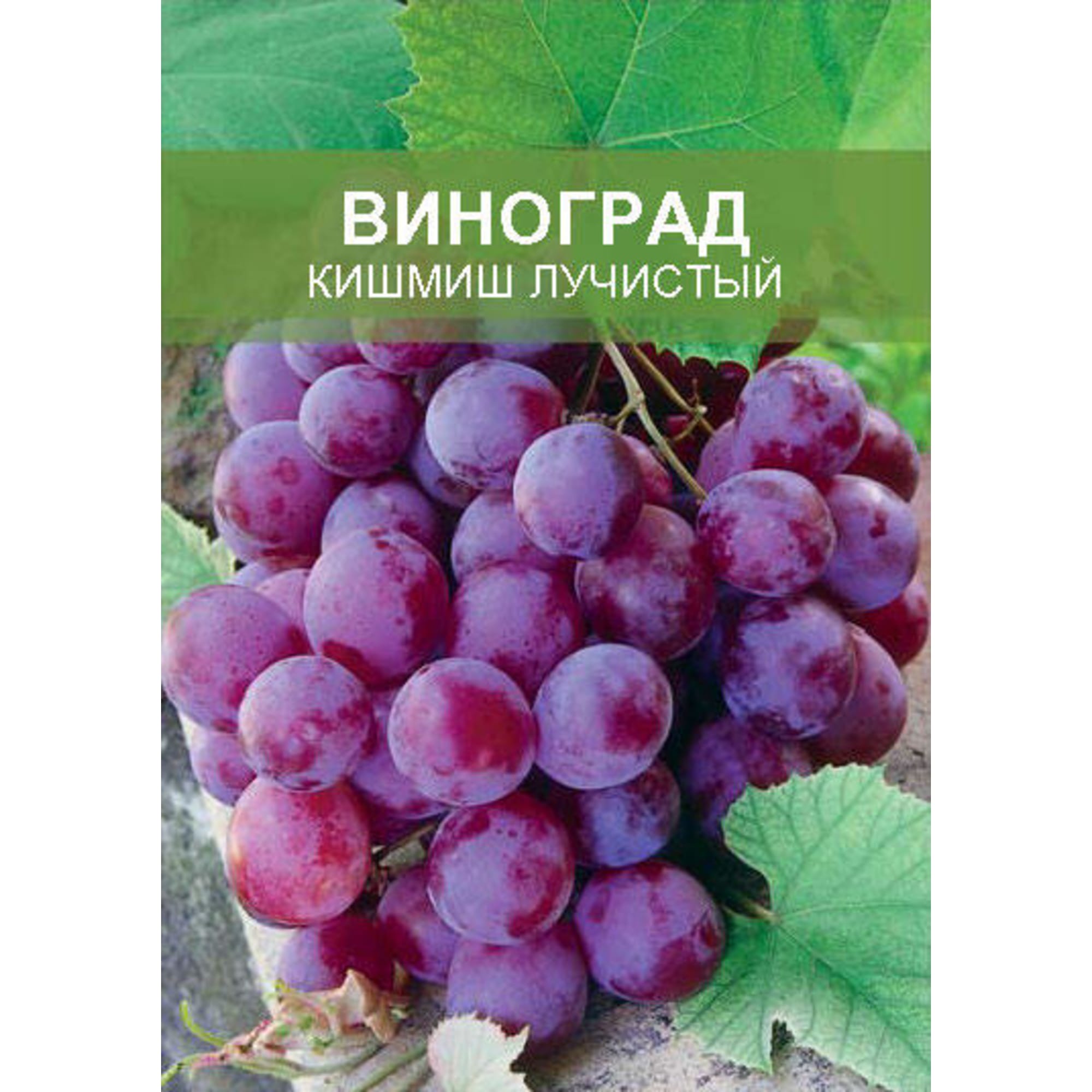 85670467 Виноград Кишмиш лучистый ø15 h50 см Santreyd 