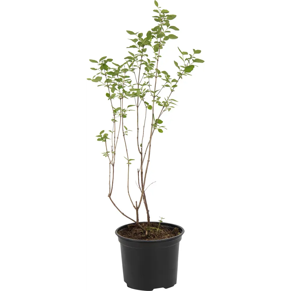 Снежноягодник Доренбоза Вайт Хедж ø15 h60 см PLANTMARKET STLM-2195852