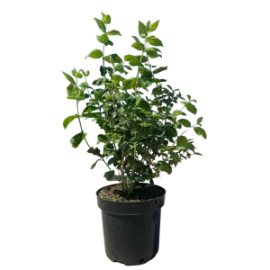 Чубушник венечный Сноу Гус ø26 h50 - 70 см