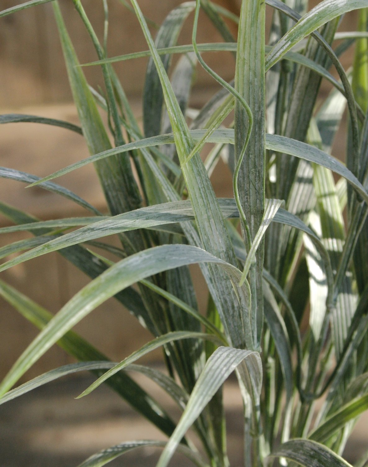 4822 809 a2 Листовой куст шёлковой лилии, синтетический материал, 43 см, зелено-серый H-andreas  - Вид №1