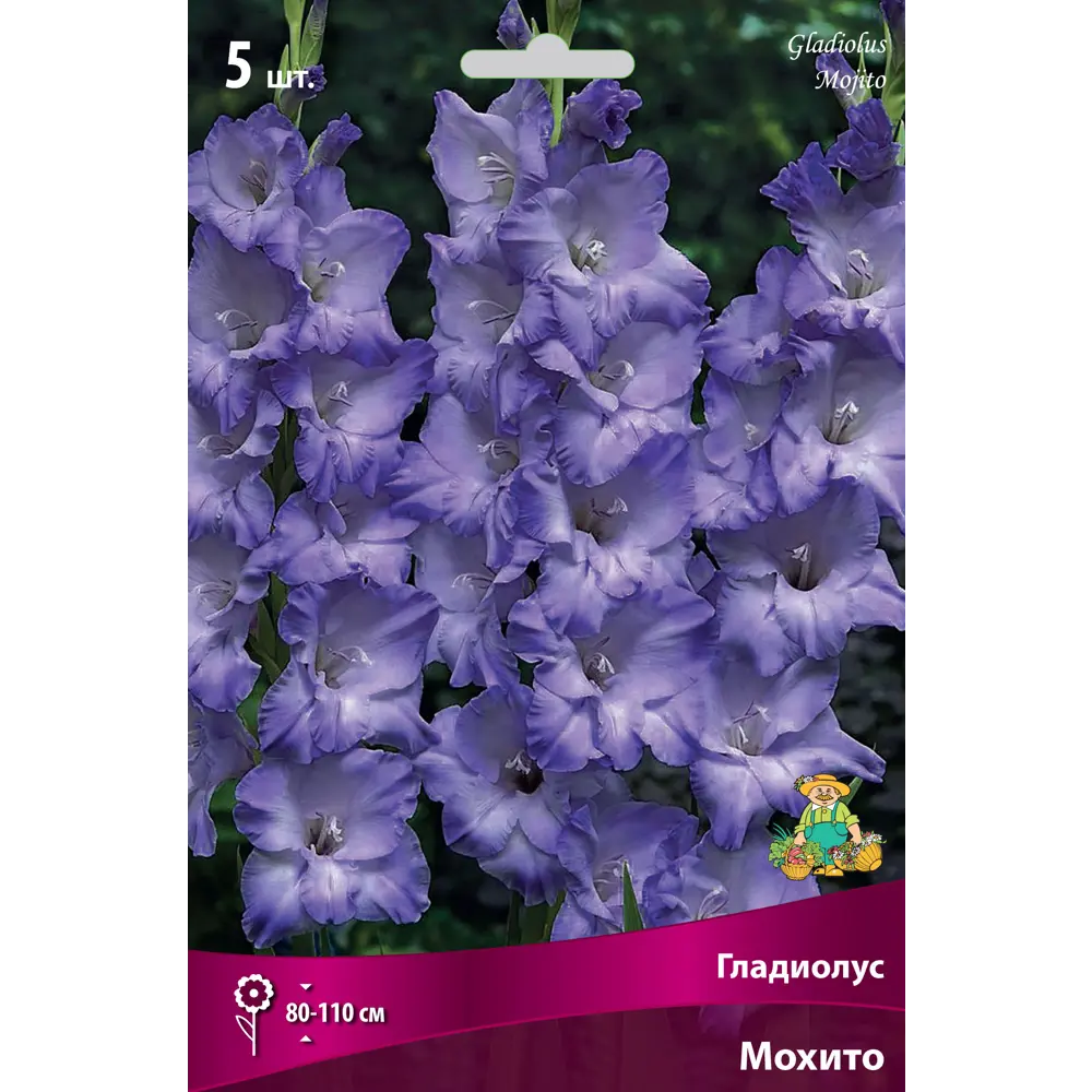 Гладиолусы крупноцветковые Мохито 12/14, 5 шт ПОИСК STLM-2181917