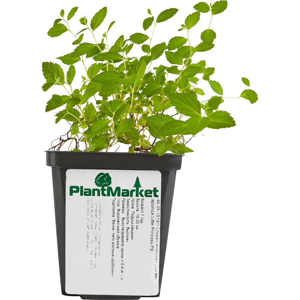 Спирея японская Литл Принцес ø9 h15 см 84829103 STLM-2102060 PLANTMARKET  - Вид №1