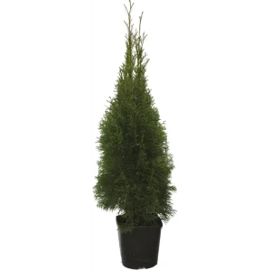 Туя западная Смарагд ø23 h80 - 100 см 89422429 STLM-2096287