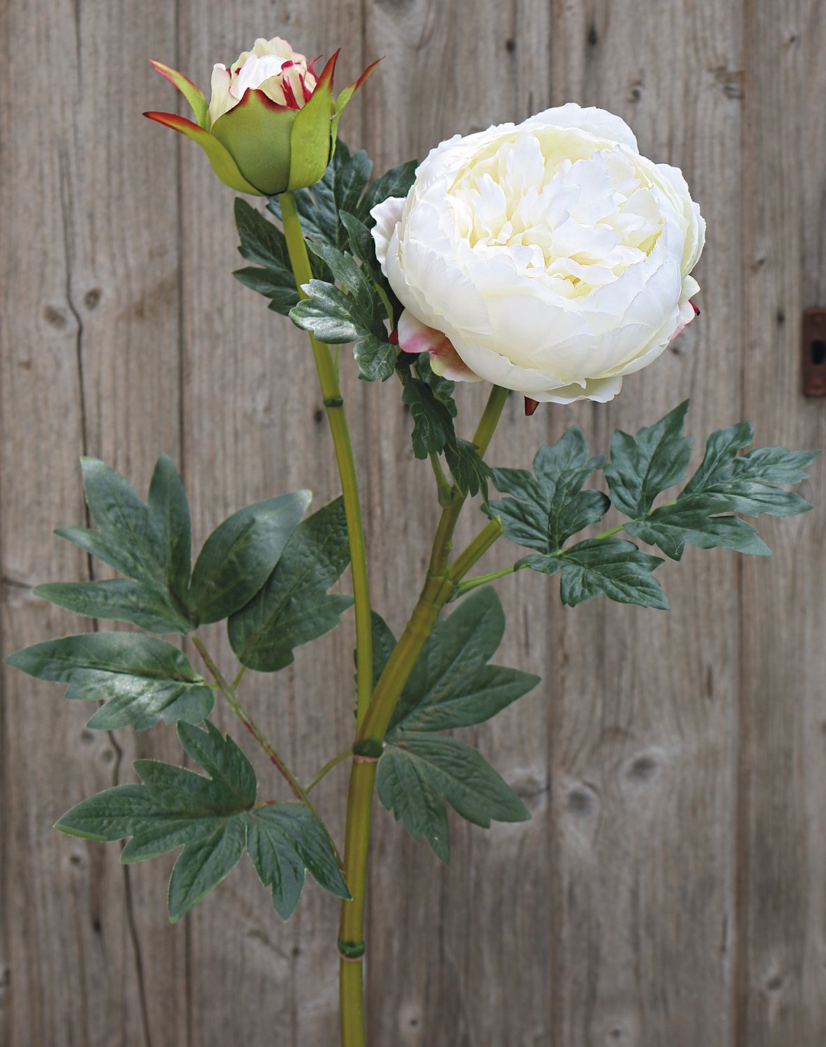 2345 778 a3 Пион шелковый, 1 цветок, 1 бутон, 78 см, бежево-белый H-andreas  - Вид №3