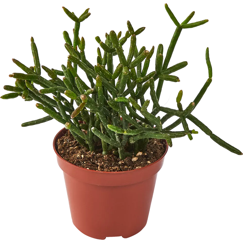 Santreyd Рипсалис микс — вечнозеленый кактус для интерьера 85325018