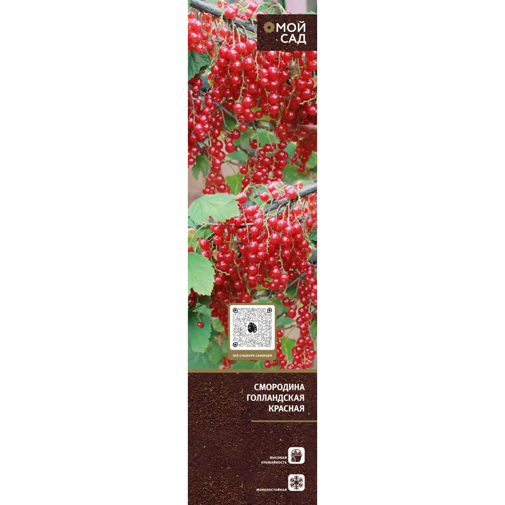 Плодово-ягодные кустарники туба h20 см 89406846 STLM-2042696 Santreyd  - Вид №4