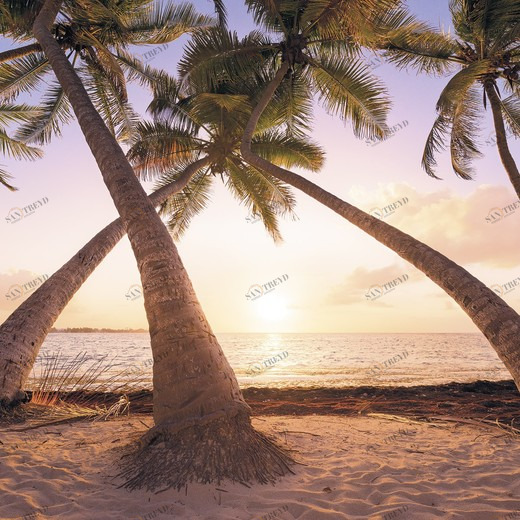 SH074-VD4-Reaching-the-Sun Фотообои Komar Stefan Hefele 2.5х4 м SH074VD4REACHINGTHESUN