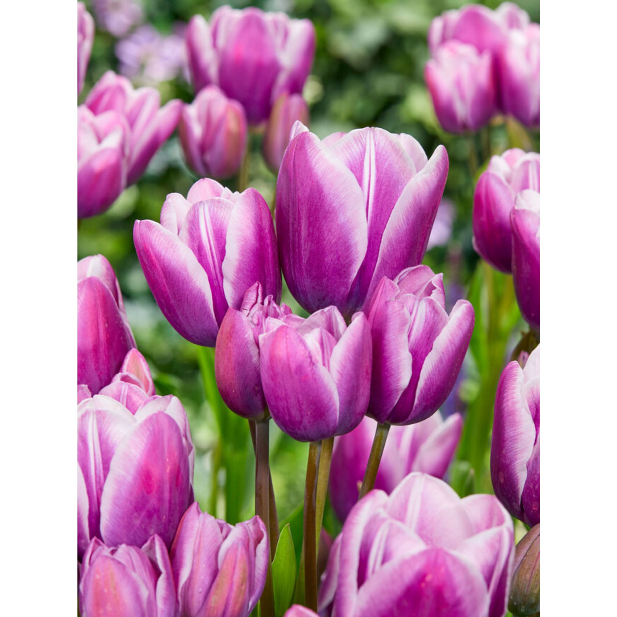 89078491 Тюльпан многоцветковый Перпл Элеганс луковица 12/, 7 шт Santreyd 