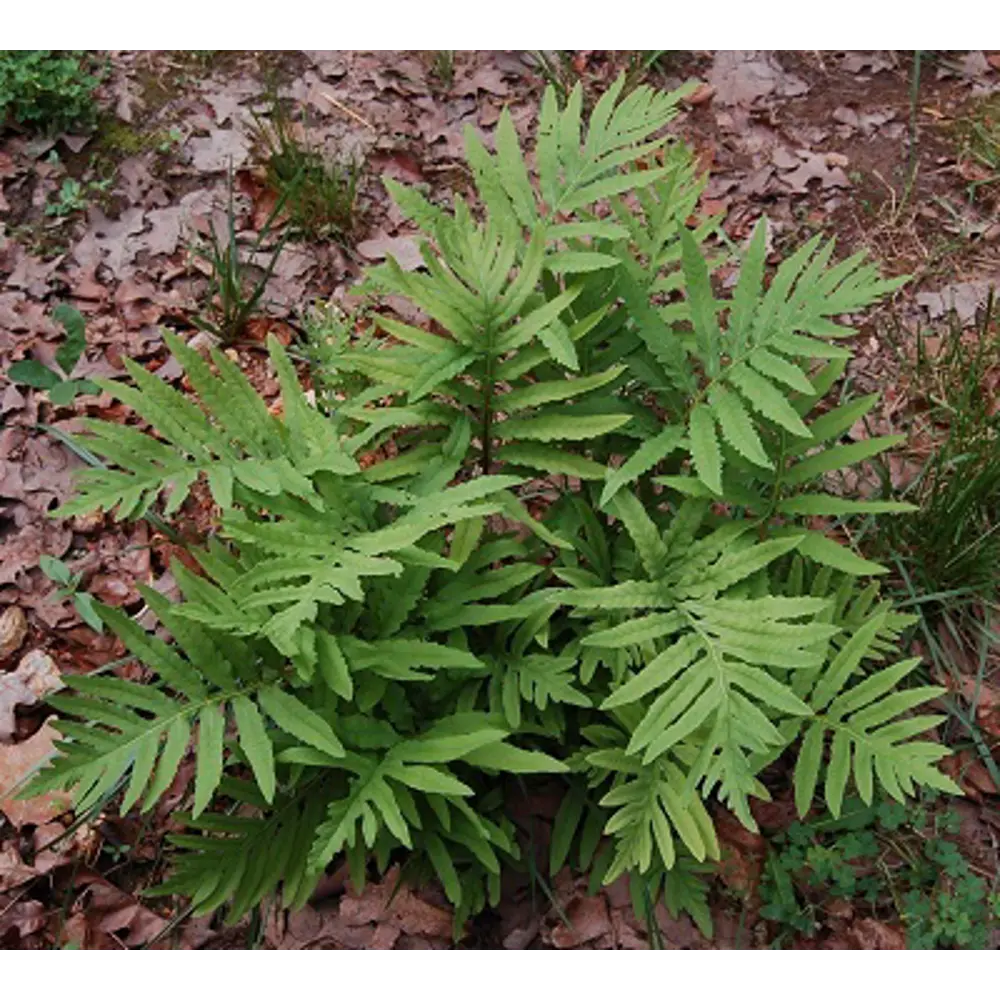 Оноклея чувствительная ПОИСК STLM-2104049