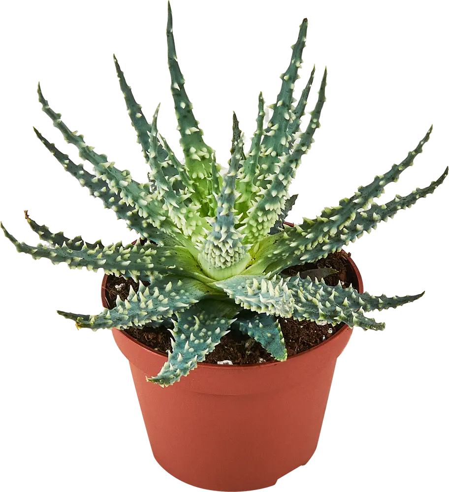 Santreyd Алоэ Мара — суккулент для современного интерьера 87819705