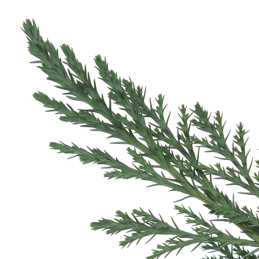 Кипарисовик Лавсона «Элвуди» С2, 40-50 см 81969331 STLM-2001507 PLANTMARKET  - Вид №1