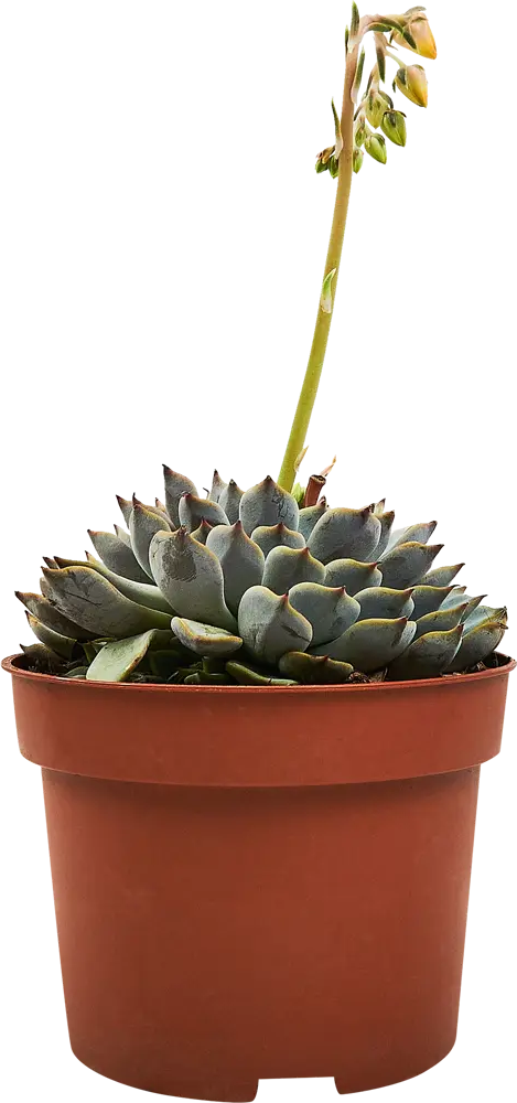 Santreyd Эхеверия — суккулент с живыми розетками для интерьера 89352933